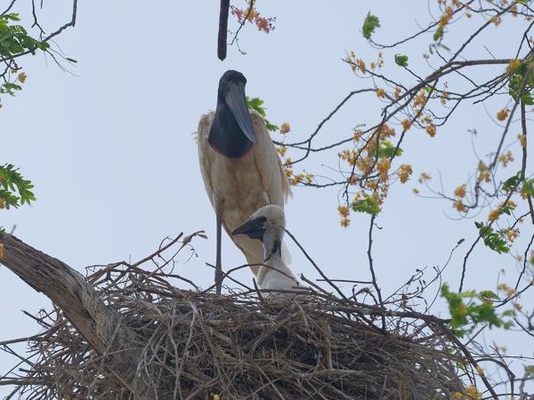 Jabiroe (Jabiru mycteria)